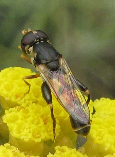 Syritta pipiens e..